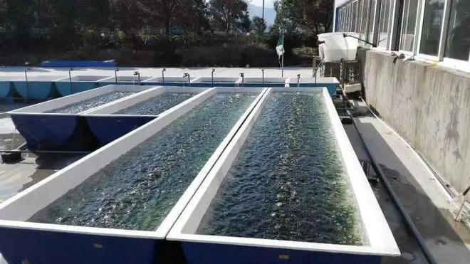 春日海味正當時 象山海水養(yǎng)殖技術(shù)研發(fā)引領(lǐng)鮮味新篇章