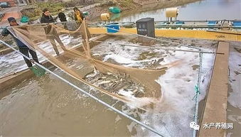 海水池塘內循環養殖技術 經濟與生態效益雙豐收的創新之路